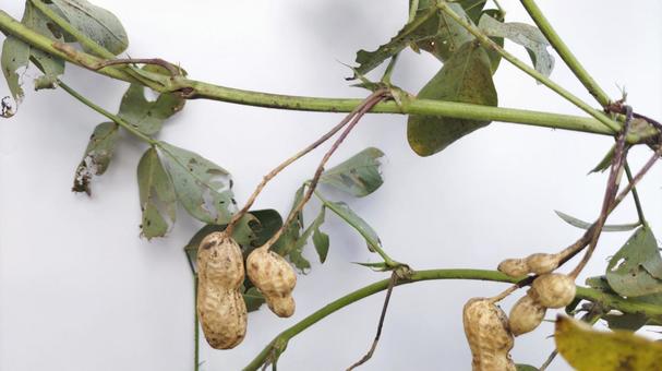 落花生 (13) 落花生,ピーナッツ,豆の写真素材