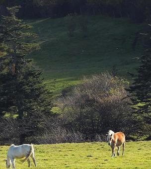 牧場　馬の写真