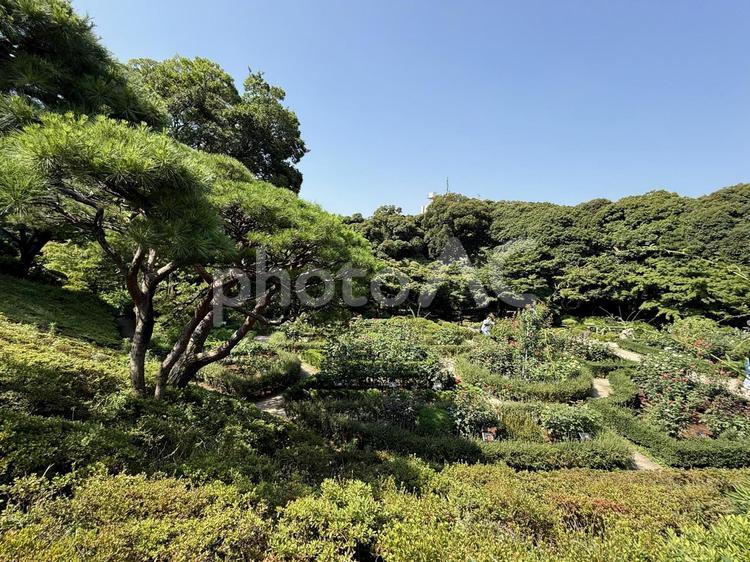 旧古河邸　旧古河庭園　7月　バラ園 ガーデンローズ,バラ園,和風の写真素材