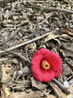 椿 椿,赤い椿,赤い花の写真素材