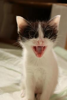 子猫 子猫の写真