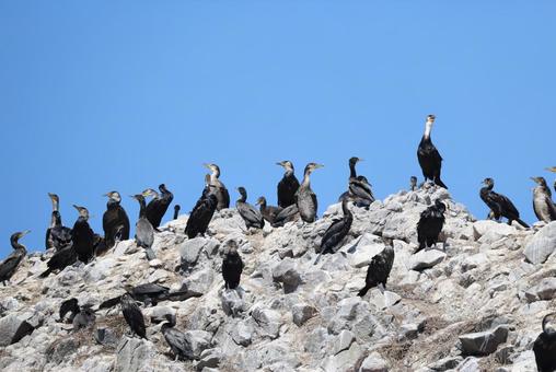 ウミウのコロニー ウミウのコロニー ウミウ,コロニー,営巣の写真素材