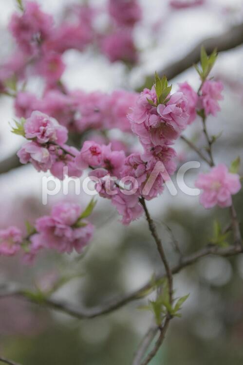 武蔵野中央公園の八重桜 東京,武蔵野,吉祥寺の写真素材