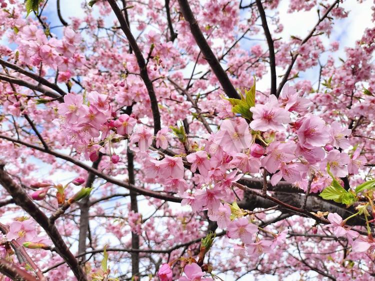 河津桜　神奈川県三浦半島三浦市にて 河津桜,神奈川県,三浦半島の写真素材