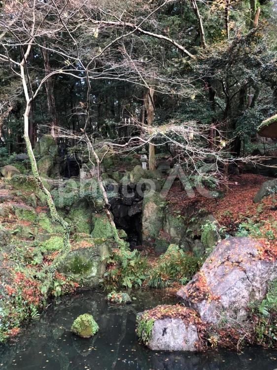 池　太宰府天満宮 落ち葉,秋,自然の写真素材