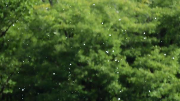 雨 雨 雨,雨滴,天気予報の写真素材