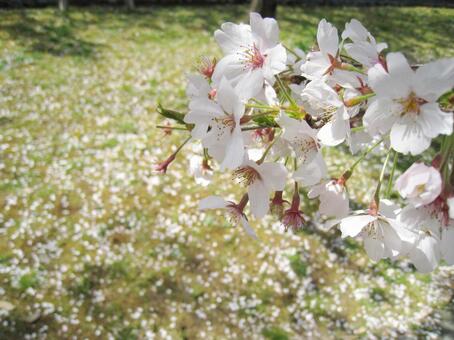 桜と地面 桜と地面の写真