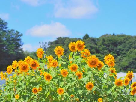 山とひまわり 山とひまわりの写真
