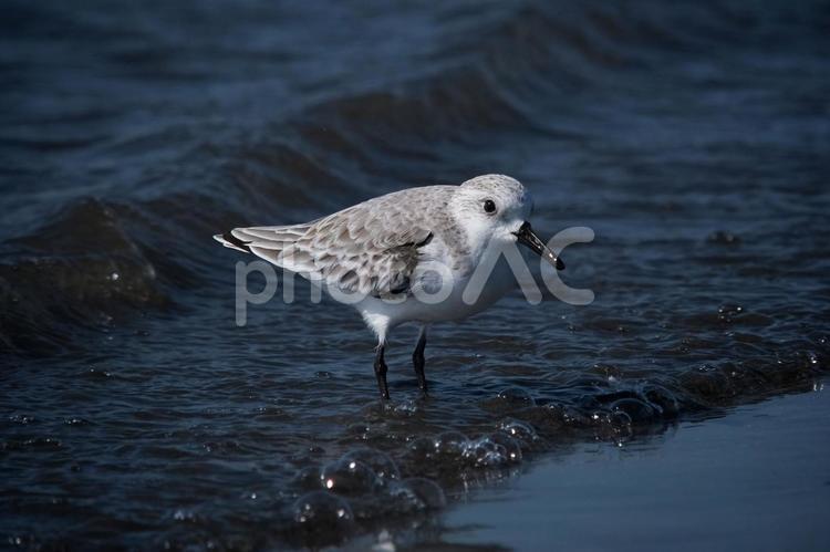 シギ 船橋海浜公園,干潟,野鳥の写真素材