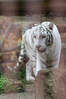 ホワイトタイガー ホワイトタイガーの写真