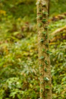 木に絡みつく蔦の葉 自然,木,植物の写真素材