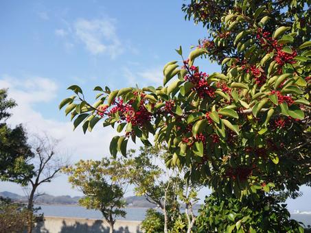 Photo, kuroganamochi, red fruit, wood, 