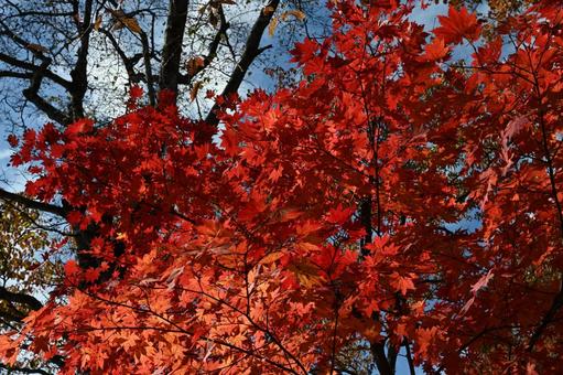 紅葉のモミジ 紅葉,青空,もみじの写真素材