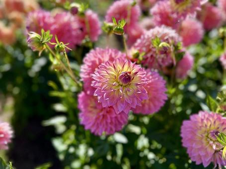 ダリア ダリアの写真