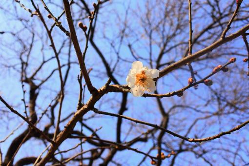 桜の花と空 桜,春,空の写真素材