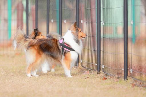 シェルティ シェルティの写真