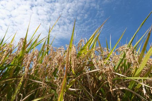 収穫前の稲 稲,稲穂,アップの写真素材