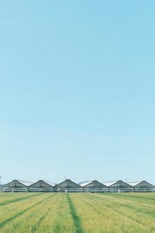 空と麦とハウスと..(Pat.B) 空と麦とハウスと..(Pat.B)の写真