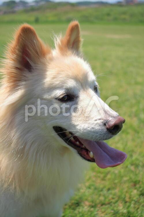 マル君（元野犬の子） 犬,笑う犬,元野犬の子の写真素材