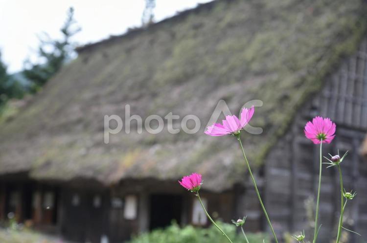 秋桜 秋桜,コスモス,合掌造りの写真素材