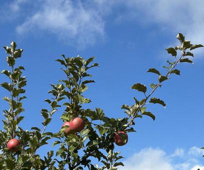 青空とりんごの木 自然,木,晴れの写真素材