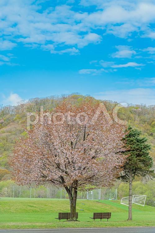 北海道　浦河　優駿さくらロード 優駿さくらロード,北海道,hokkaidoの写真素材