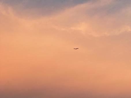 夕暮れのカラス 夕焼け,空,幻想的の写真素材