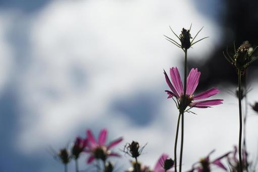 Photo, cosmos, sky, pink, 