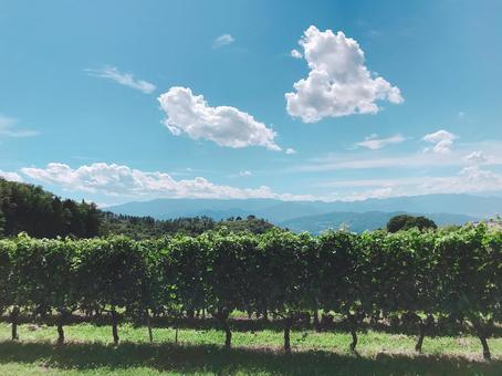 夏の青空と長野県のワインぶどう畑 ワインぶどう畑,ぶどう畑,ワイン用ぶどうの写真素材