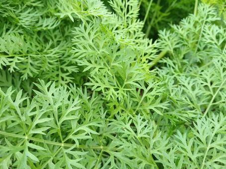 ニンジンの葉 ニンジンの葉 にんじん,にんじんの葉,野菜の写真素材