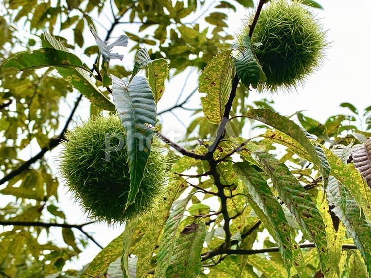 栗の実 栗,くり,クリの写真素材