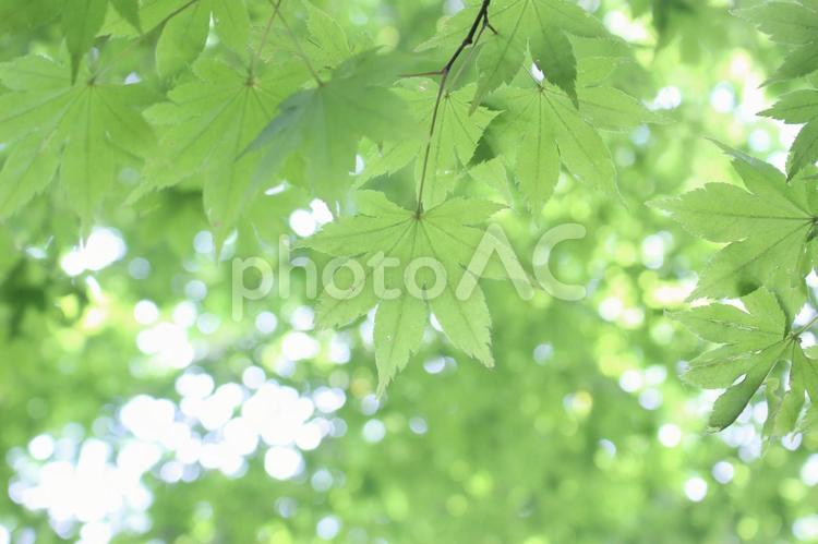 夏のもみじ もみじ,夏,緑の写真素材