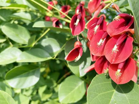 アメリカデイゴの花と葉のクローズアップ アメリカデイゴの花と葉のクローズアップの写真