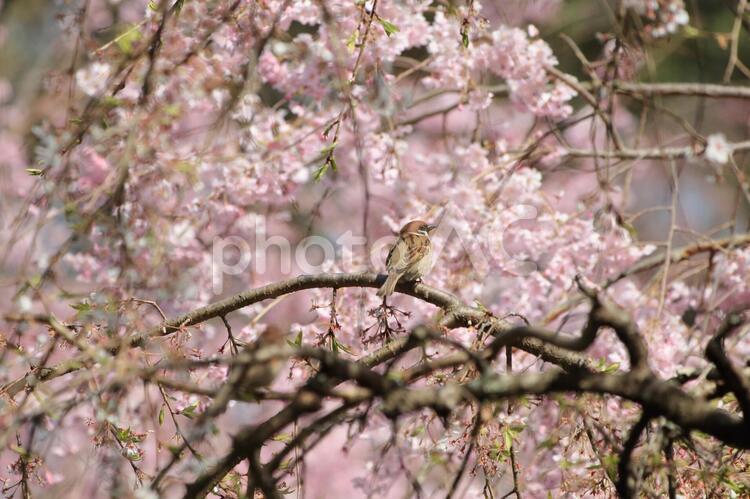 しだれ桜とスズメです 桜,しだれ桜,スズメの写真素材