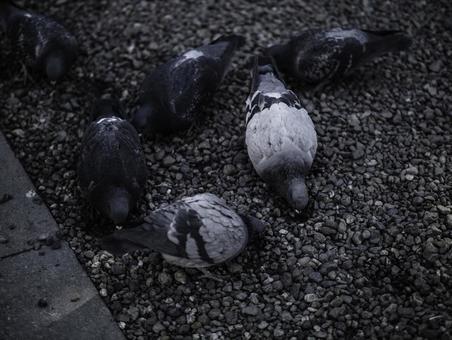鳩の写真