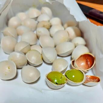 銀杏の実 キラキラ,銀杏,ギンナンの写真素材