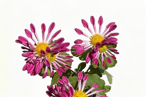 ピンポンマム菊 植物,花,花びらの写真素材