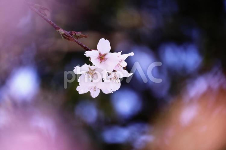 美しい春の桜 花,春,桜の写真素材