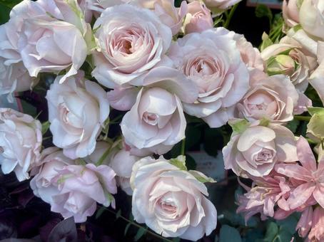 冬の薔薇 花,バラ,ピンクの写真素材