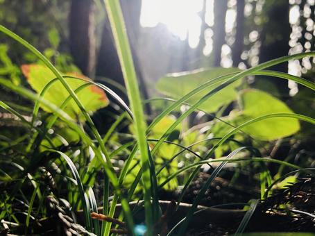 透明感のある森の写真