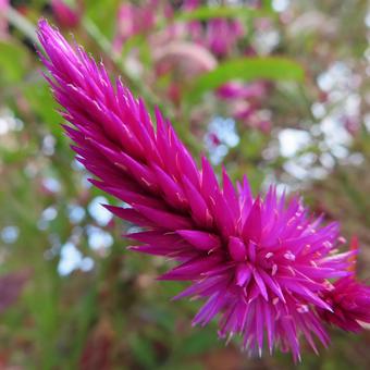 ケイトウ（鶏頭） ケイトウ,鶏頭,花の写真素材