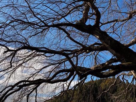 冬のしだれ桜 冬,木,自然の写真素材