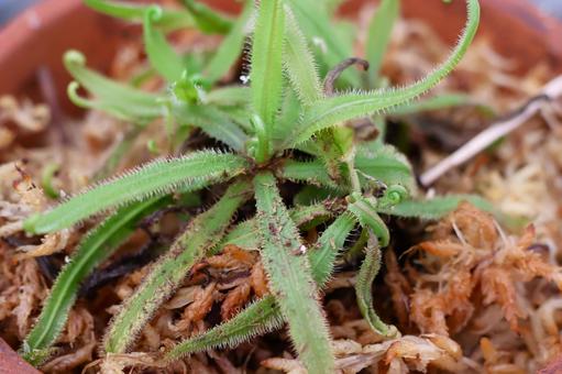温室のモウセンゴケ 温室のモウセンゴケ モウセンゴケ,食虫植物,植物の写真素材
