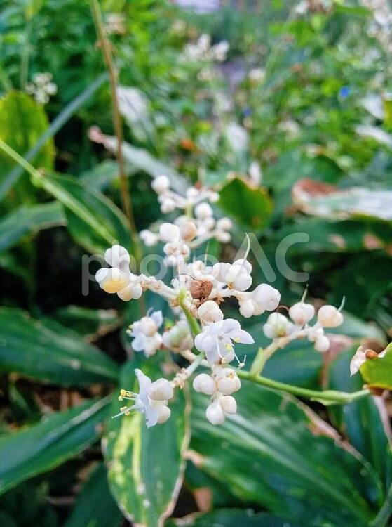 花　ヤブミョウガ　やぶみょうが　藪茗荷　報われない努力　謙譲の美徳　苦しみを和らげる　3 夏,ヤブミョウガ,やぶみょうがの写真素材