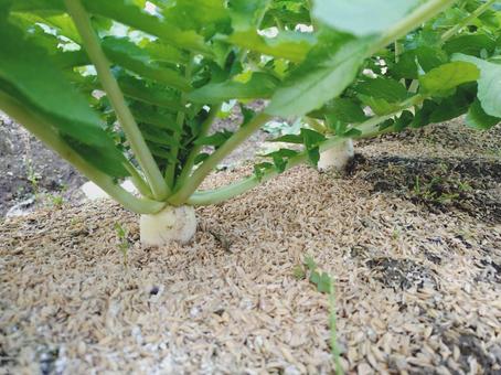 家庭菜園　大根 家庭菜園,大根,ガーデニングの写真素材