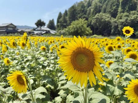 福井県 越前市のひまわり畑 福井県 越前市のひまわり畑 福井県,越前市,福井の写真素材