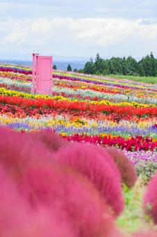 やくらいガーデン　インスタ映えの秋の花畑 インスタ映え,写真スポット,花畑の写真素材