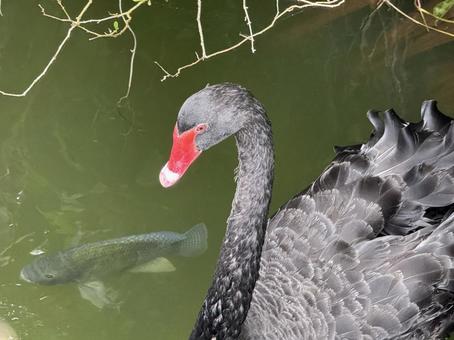 鳥 鳥 鳥,鯉,魚の写真素材