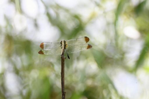 透き通る羽を広げたノシメトンボ ノシメトンボ,トンボ,昆虫の写真素材
