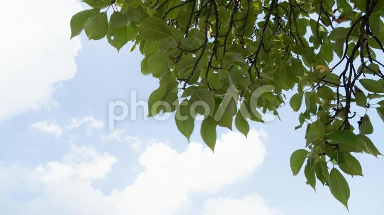 緑の植物と夏の青空 青空,夏,雲の写真素材